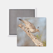 Aimant Female Gambel's Quail (Recto/Verso)