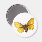 Aimant femelle de Bombyx quercus (Recto/Verso)