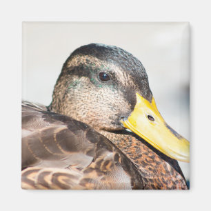 Aimant Femme Mallard