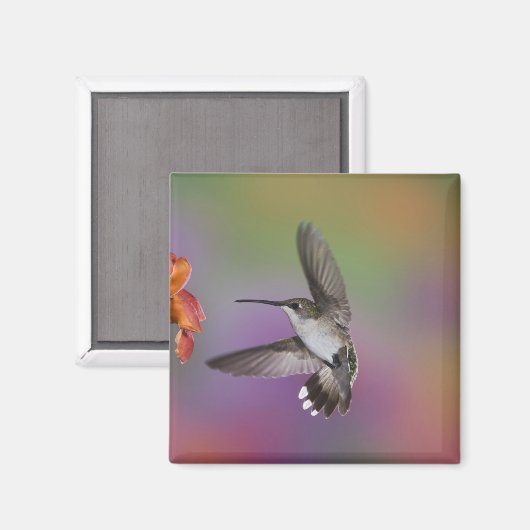 Aimant Femme Ruby Throated Hummingbird en vol (Recto/Verso)