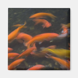 Aimant Feng Shui croient que des poissons de koi portent