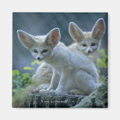 Aimant Fennek (Vulpes zerda) W �_stenfuchs, Fennec (Devant)