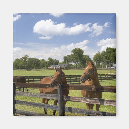 Aimant Ferme de chevaux pur-sang dans le comté de Marion, (Devant)