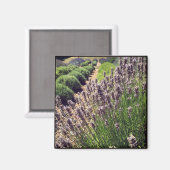 Aimant Ferme de Lavender (Recto/Verso)