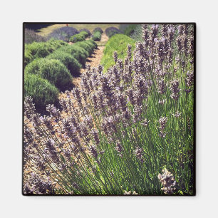 Aimant Ferme de Lavender