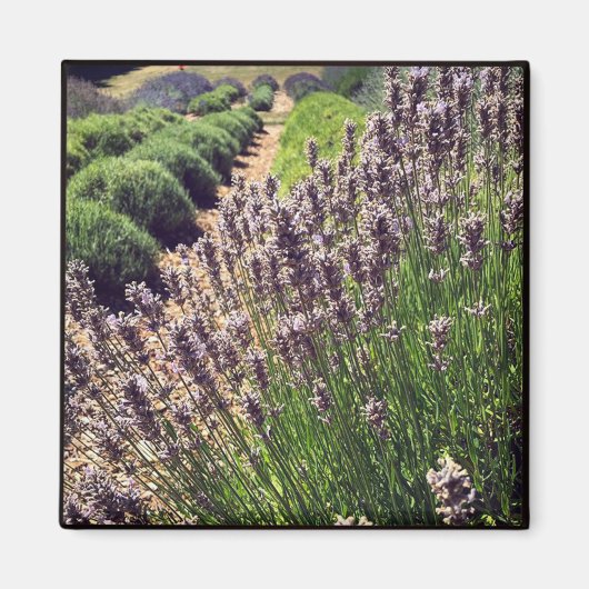 Aimant Ferme de Lavender (Devant)