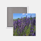 Aimant Ferme de Lavender (Recto/Verso)