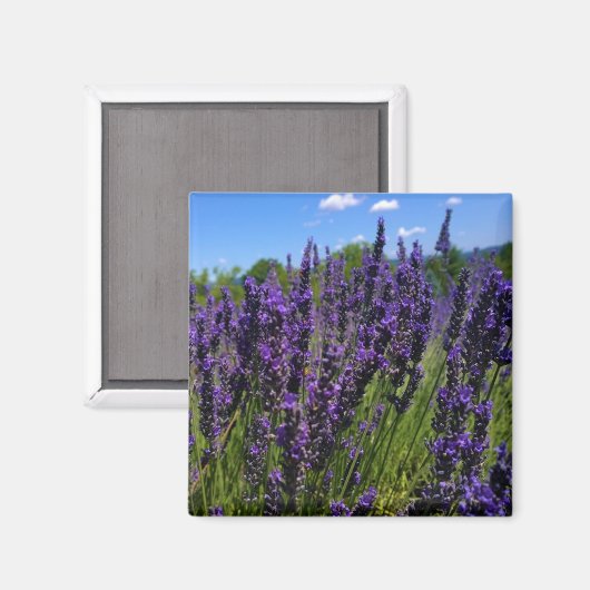 Aimant Ferme de Lavender (Recto/Verso)