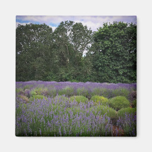 Aimant Ferme de Lavender