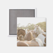 Aimant Fermer un troupeau de chevaux (Recto/Verso)