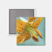 Aimant Fermer une Lys jaune (Recto/Verso)