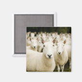Aimant Fermes | Troupeau de moutons (Recto/Verso)