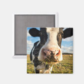 Aimant Fermes | Vache Holstein Chewing (Recto/Verso)