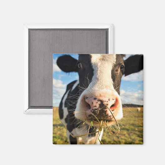 Aimant Fermes | Vache Holstein Chewing (Recto/Verso)