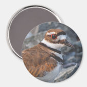 Aimant Fermeture d'un oiseau de rivage meurtrier sur les (Recto/Verso)