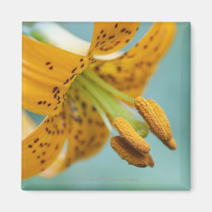 Aimant Fermez-vous d'un lis jaune