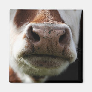 Aimant fermez-vous d'une vache