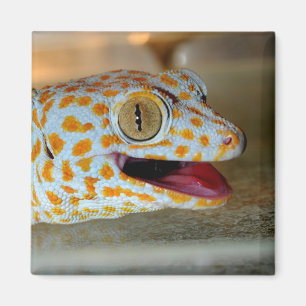 Aimant Fermez-vous vers le haut du portrait du gecko de