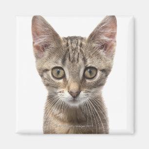 Aimant Fermez-vous vers le haut du portrait d'un chaton