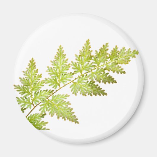 Aimant Fern feuille (Devant)