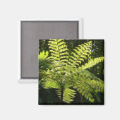 Aimant Ferne arborescente dans la forêt tropicale (Recto/Verso)