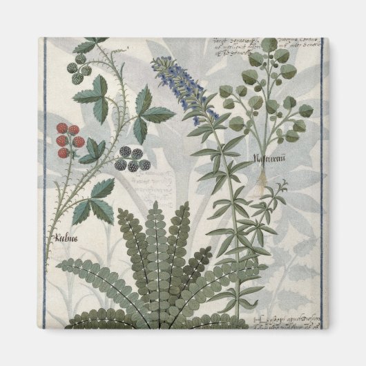 Aimant Ferns, Brambles et Fleurs (Devant)