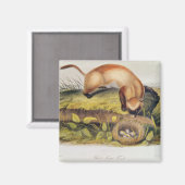 Aimant Ferret à pieds noirs (Recto/Verso)