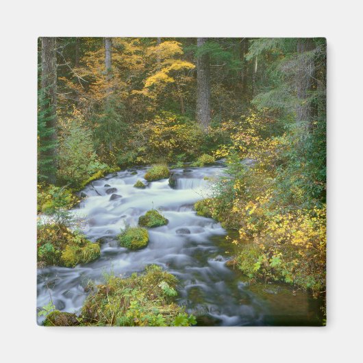 Aimant Feuillage d'automne et bordure de sapin de Douglas (Devant)