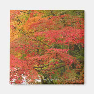 Aimant Feuillage d'automne japonais