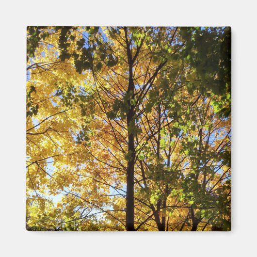 Aimant Feuillage d'automne jaune et vert (Devant)