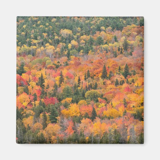 Aimant Feuillage d'automne | La péninsule de Keweenaw, Mi (Devant)