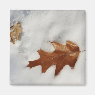 Aimant feuille de chêne sur la neige