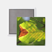 Aimant Feuille de chute verte (Recto/Verso)