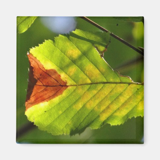 Aimant Feuille de chute verte (Devant)