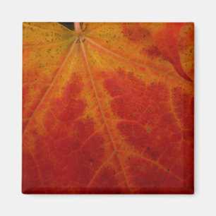Aimant Feuille de Érable Rouge Photographie de Nature Abs