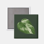 Aimant Feuille de Monstera Albo — Rare variegation  (Recto/Verso)