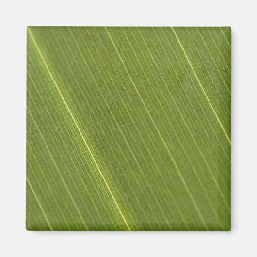 Aimant Feuille de palmier (Devant)