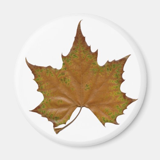 Aimant feuille de sycamore colorée (Devant)