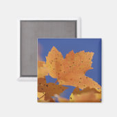 Aimant Feuille d'érable d'automne et ciel bleu, Blanc (Recto/Verso)