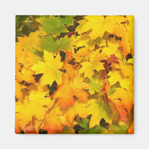 Aimant Feuille d'érable de chute avec des couleurs