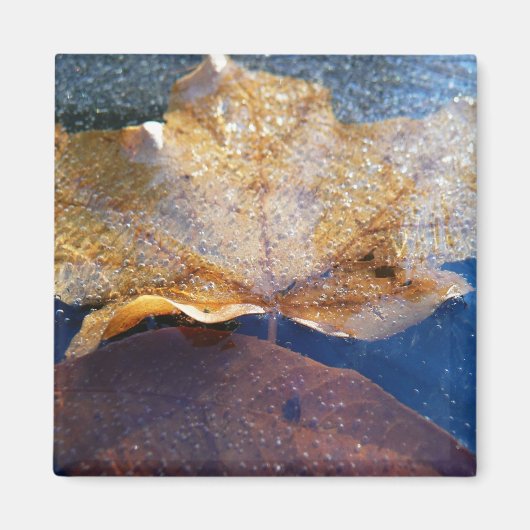 Aimant Feuille d'érable jaune congelée Automne Nature (Devant)