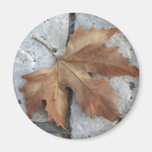 Aimant Feuille d'érable sèche