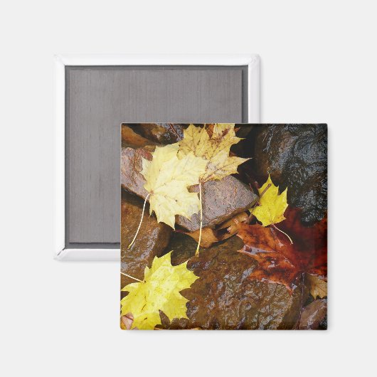 Aimant Feuille et rochers d'automne Photographie naturell (Recto/Verso)