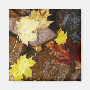 Aimant Feuille et rochers d'automne Photographie naturell