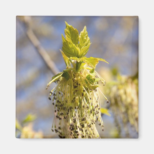 Aimant Feuille mignons en photo de printemps (Devant)