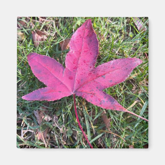 Aimant Feuille rouge (Devant)