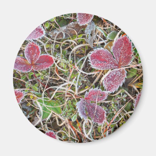 Aimant Feuilles couvertes de givre, Canada (Devant)