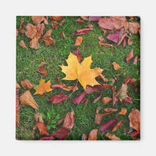 Aimant Feuilles d'automne