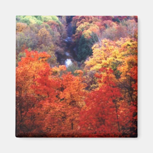 Aimant Feuilles d'automne changeant de couleur (Devant)