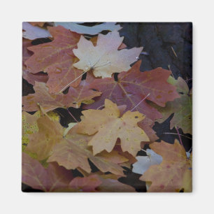 Aimant feuilles d'automne tout autour